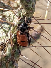 Aulicus edwardsii