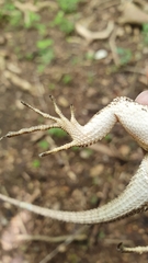 Sceloporus melanorhinus