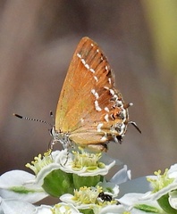 Callophrys gryneus
