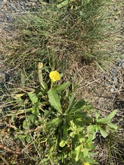 Oenothera