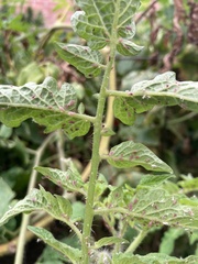 Macrosiphum