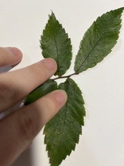 Ulmus alata