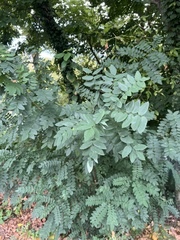 Styphnolobium japonicum
