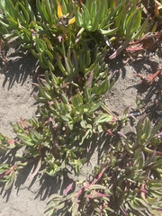 Carpobrotus edulis