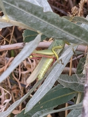 Schistocerca shoshone