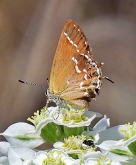 Callophrys gryneus