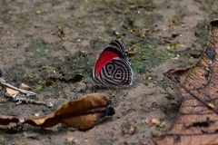 Diaethria