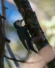 Dryobates albolarvatus