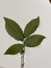 Ulmus alata