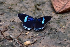 Diaethria