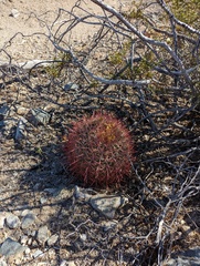 Ferocactus cylindraceus