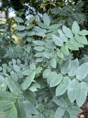 Styphnolobium japonicum