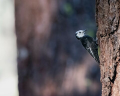 Dryobates albolarvatus