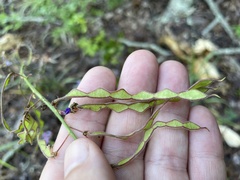 Desmodium cuspidatum