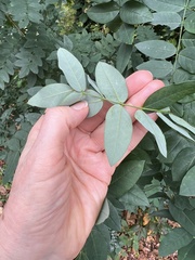 Styphnolobium japonicum