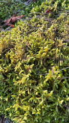 Pleurozium schreberi