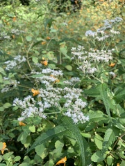 Eupatorium perfoliatum