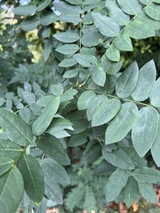 Styphnolobium japonicum