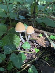 Candolleomyces