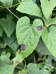 Botryosphaeria dothidea