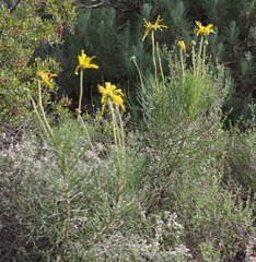 Euryops speciosissimus
