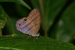 Amiga arnaca