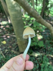 Candolleomyces