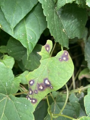 Botryosphaeria dothidea