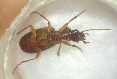 Cymindis