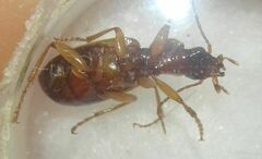 Cymindis