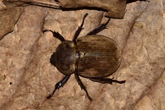 Horridocalia