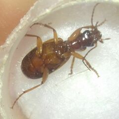 Cymindis