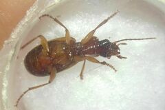 Cymindis