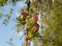 Larix