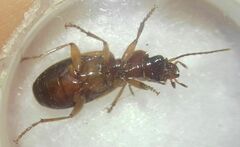 Cymindis