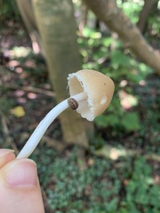 Candolleomyces