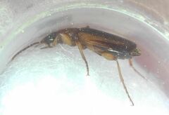 Cymindis