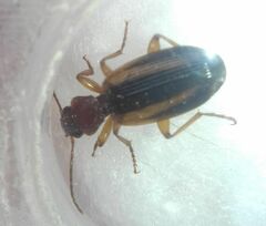 Cymindis
