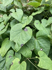 Botryosphaeria dothidea