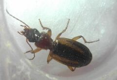 Cymindis