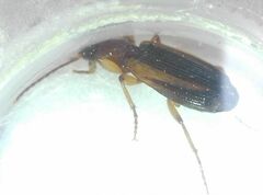 Cymindis