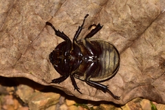 Horridocalia