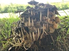 Coprinellus micaceus
