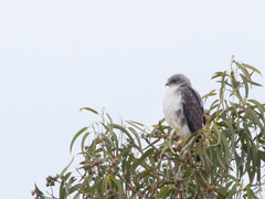 Geranoaetus polyosoma polyosoma