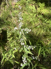 Symphyotrichum urophyllum