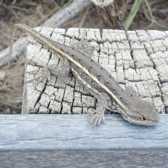 Sceloporus consobrinus