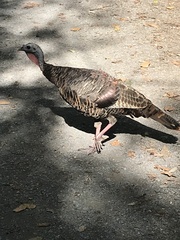 Meleagris gallopavo silvestris