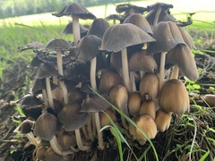 Coprinellus micaceus
