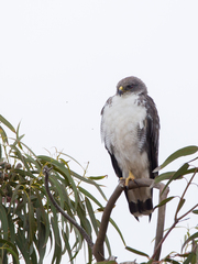Geranoaetus polyosoma polyosoma