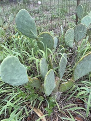Opuntia cacanapa